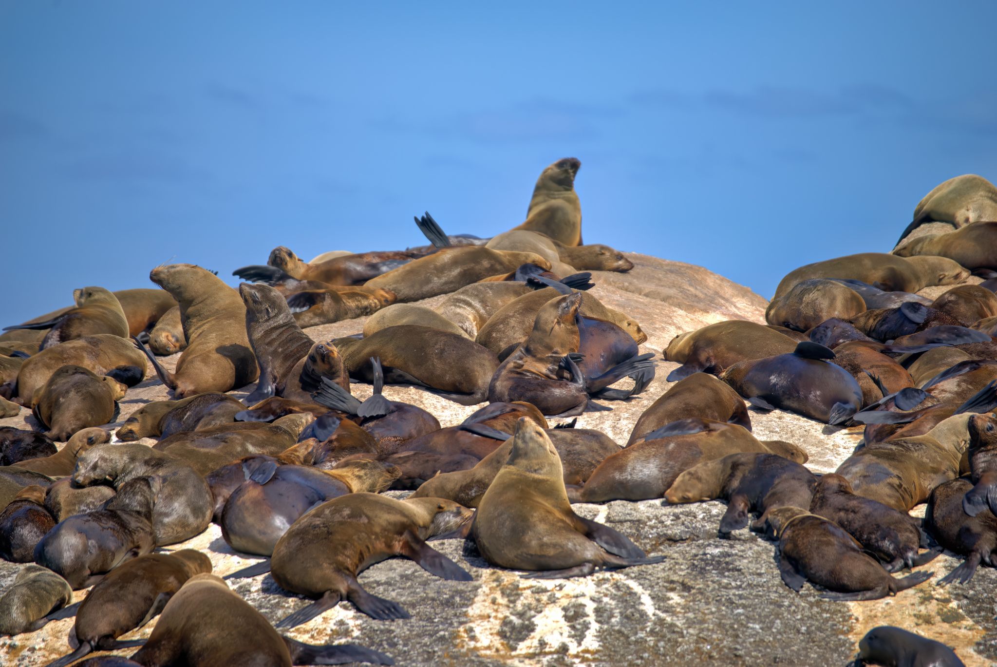Duiker Island, auch "Seal Island" genannt, ist eine kleine, felsige Insel in der Hout Bay bei Kapstadt, bekannt für ihre große Kolonie von Kap-Pelzrobben. Tausende dieser Robben leben hier und sind in ihrer natürlichen Umgebung beim Sonnenbaden, Spielen und Jagen zu beobachten.